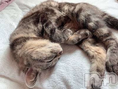 ��ˬ����Х��顦����֥���� �ץ���� ��ˬ(����� �ץ���� ����) ɱǵ ����(25)��6��21���̥�֥����ֽжС�