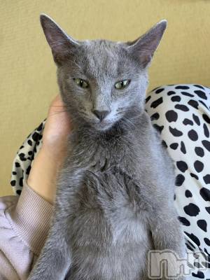 ��ˬ����Х��顦����֥���� �ץ���� ��ˬ(����� �ץ���� ����) ɱǵ ����(25)��7��12���̥�֥����ֽжС�