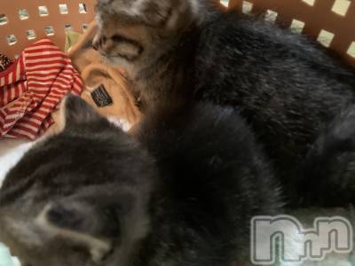 ��ˬ����Х��顦����֥���� �ץ���� ��ˬ(����� �ץ���� ����) ɱǵ ����(25)��10��8���̥�֥�����🤓��