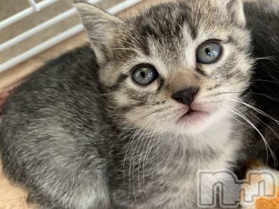 ��ˬ����Х��顦����֥���� �ץ���� ��ˬ(����� �ץ���� ����) ɱǵ ����(25)��10��9���̥�֥�����10��9�� 21��18ʬ�Υ֥�����