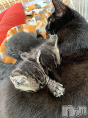 ��ˬ����Х��顦����֥���� �ץ���� ��ˬ(����� �ץ���� ����) ɱǵ ����(25)��10��12���̥�֥�����10��12�� 20��27ʬ�Υ֥�����