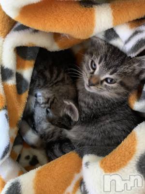 ��ˬ����Х��顦����֥���� �ץ���� ��ˬ(����� �ץ���� ����) ɱǵ ����(25)��10��30���̥�֥�����🧡��