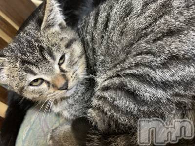 ��ˬ����Х��顦����֥���� �ץ���� ��ˬ(����� �ץ���� ����) ɱǵ ����(25)��12��22���̥�֥����֤ˤ���