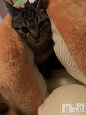 ��ˬ����Х��顦����֥���� �ץ���� ��ˬ(����� �ץ���� ����) ɱǵ ����(25)��3��20���̥�֥�����🎃🎃��