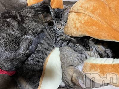 ��ˬ����Х��顦����֥���� �ץ���� ��ˬ(����� �ץ���� ����) ɱǵ ����(25)��3��25���̥�֥����֤���Ф��🐈��