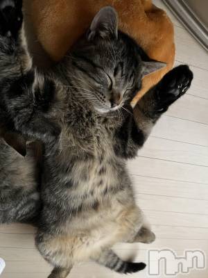 ��ˬ����Х��顦����֥���� �ץ���� ��ˬ(����� �ץ���� ����) ɱǵ ����(25)��3��29���̥�֥����֤���Ф��🫶🏻��