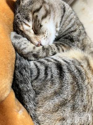 ��ˬ����Х��顦����֥���� �ץ���� ��ˬ(����� �ץ���� ����) ɱǵ ����(25)��4��7���̥�֥�����🐈��