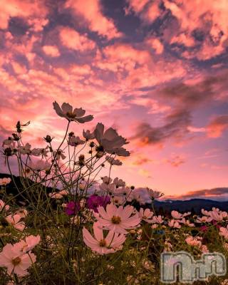 ��ˬ����Х��顦����֥���� �ץ���� ��ˬ(����� �ץ���� ����) ɱǵ ����(25)��4��12���̥�֥����֤��Ϥ褦�������ޤ���