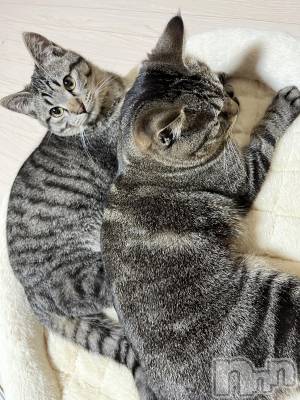 ��ˬ����Х��顦����֥���� �ץ���� ��ˬ(����� �ץ���� ����) ɱǵ ����(25)��4��23���̥�֥����֥����ץ�2��