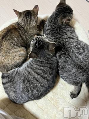 ��ˬ����Х��顦����֥���� �ץ���� ��ˬ(����� �ץ���� ����) ɱǵ ����(25)��4��27���̥�֥�����4��27�� 20��45ʬ�Υ֥�����