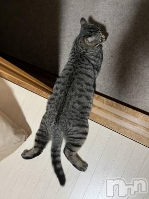 ��ˬ����Х��顦����֥���� �ץ���� ��ˬ(����� �ץ���� ����) ɱǵ ����(25)��5��25���̥�֥�����( ��᷄‎ࡇ��᷅ )��