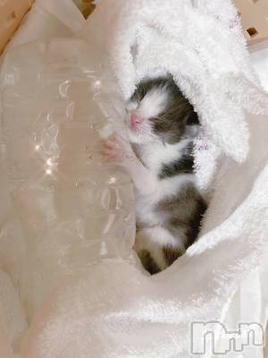 ��ˬ����Х��顦����֥���� �ץ���� ��ˬ(����� �ץ���� ����) ɱǵ ����(25)��5��31���̥�֥����֤ͤ������