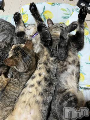 ��ˬ����Х��顦����֥���� �ץ���� ��ˬ(����� �ץ���� ����) ɱǵ ����(25)��6��18���̥�֥����֤ͤ���