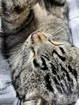 ��ˬ����Х��顦����֥���� �ץ���� ��ˬ(����� �ץ���� ����) ɱǵ ����(25)��6��22���̥�֥����֤����