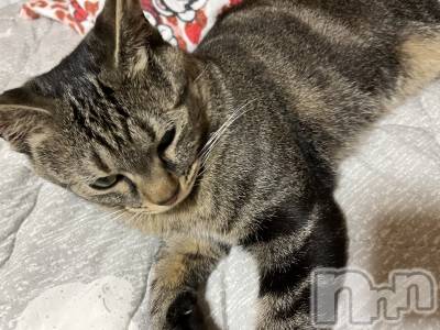 ��ˬ����Х��顦����֥���� �ץ���� ��ˬ(����� �ץ���� ����) ɱǵ ����(25)��7��30���̥�֥����ּ�ǯ������