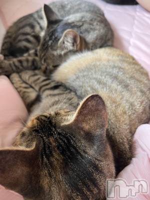 ��ˬ����Х��顦����֥���� �ץ���� ��ˬ(����� �ץ���� ����) ɱǵ ����(25)��8��29���̥�֥����ַ�����⭐️��