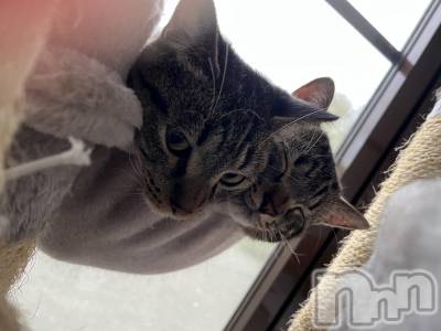 ��ˬ����Х��顦����֥���� �ץ���� ��ˬ(����� �ץ���� ����) ɱǵ ����(25)��10��11���̥�֥����ֲ���🤍��