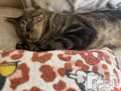 ��ˬ����Х��顦����֥���� �ץ���� ��ˬ(����� �ץ���� ����) ɱǵ ����(25)��10��28���̥�֥����ֶ�������