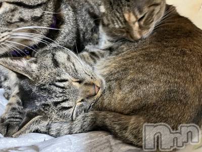 ��ˬ����Х��顦����֥���� �ץ���� ��ˬ(����� �ץ���� ����) ɱǵ ����(25)��11��24���̥�֥�������������