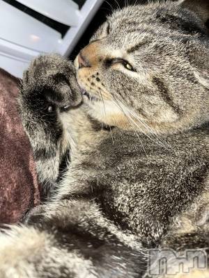 ��ˬ����Х��顦����֥���� �ץ���� ��ˬ(����� �ץ���� ����) ɱǵ ����(25)��1��28���̥�֥�����������✨️��