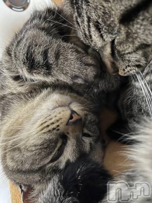 ��ˬ����Х��顦����֥���� �ץ���� ��ˬ(����� �ץ���� ����) ɱǵ ����(25)��3��16���̥�֥����ֽжС�