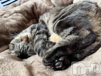 ��ˬ����Х��顦����֥���� �ץ���� ��ˬ(����� �ץ���� ����) ɱǵ ����(25)��4��20���̥�֥����֤��ġ�