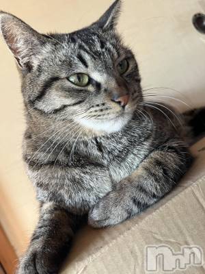 ��ˬ����Х��顦����֥���� �ץ���� ��ˬ(����� �ץ���� ����) ɱǵ ����(25)��5��17���̥�֥�����5��17�� 20��38ʬ�Υ֥�����