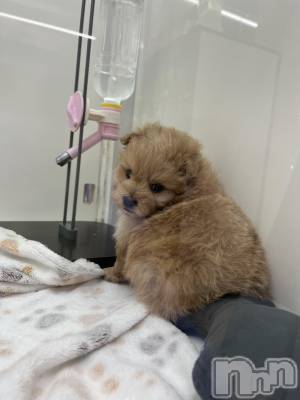 ��ˬ����Х��顦����֥���� �ץ���� ��ˬ(����� �ץ���� ����) ɱǵ ����(25)��6��16���̥�֥����֤�󤳤���