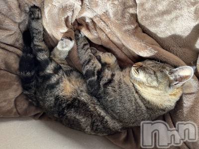 ��ˬ����Х��顦����֥���� �ץ���� ��ˬ(����� �ץ���� ����) ɱǵ ����(25)��10��6���̥�֥����֤ͤ���