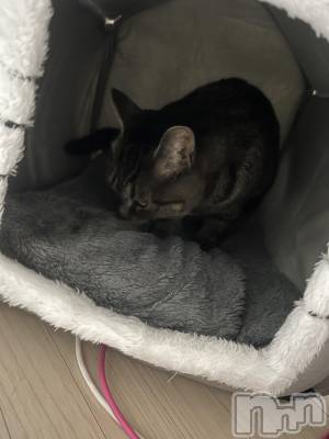 ��ˬ����Х��顦����֥���� �ץ���� ��ˬ(����� �ץ���� ����) ɱǵ ����(25)��10��16���̥�֥�����🏡⋆*��