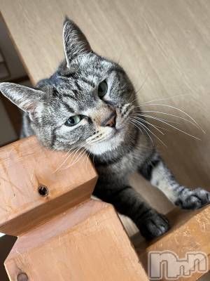 ��ˬ����Х��顦����֥���� �ץ���� ��ˬ(����� �ץ���� ����) ɱǵ ����(25)��11��10���̥�֥�����🐱��