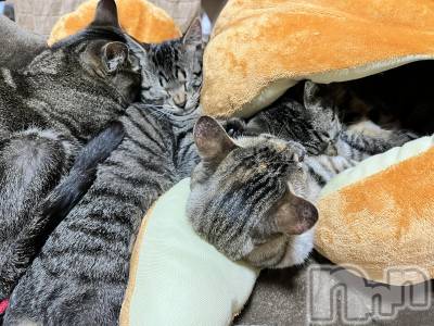 ��ˬ����Х��顦����֥���� �ץ���� ��ˬ(����� �ץ���� ����) ɱǵ ����(25)��12��31���̥�֥����ֺ�ǯ�⤢�꤬�Ȥ��������ޤ���🪽��