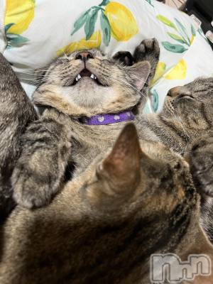 ��ˬ����Х��顦����֥���� �ץ���� ��ˬ(����� �ץ���� ����) ɱǵ ����(25)��3��13���̥�֥�����☺️��