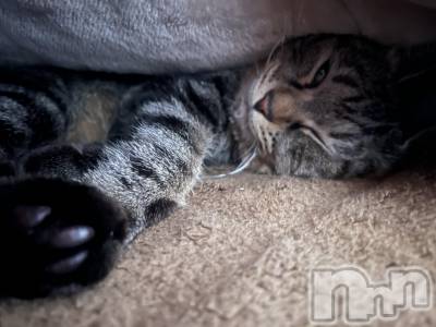 ��ˬ����Х��顦����֥���� �ץ���� ��ˬ(����� �ץ���� ����) ɱǵ ����(25)��3��19���̥�֥����ֲ�������