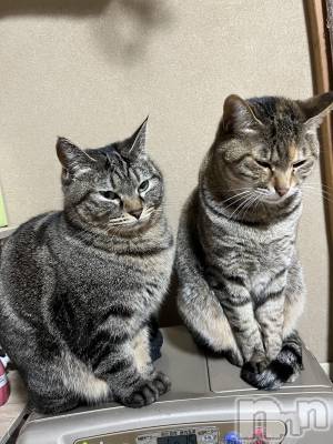 ��ˬ����Х��顦����֥���� �ץ���� ��ˬ(����� �ץ���� ����) ɱǵ ����(25)��4��5���̥�֥�����🐈⸒⸒⸒⸒��