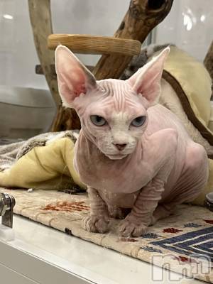 ��ˬ����Х��顦����֥���� �ץ���� ��ˬ(����� �ץ���� ����) ɱǵ ����(25)��8��24���̥�֥�����🐱ྀི🐱ྀི��