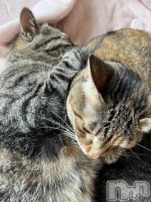 ��ˬ����Х��顦����֥���� �ץ���� ��ˬ(����� �ץ���� ����) ɱǵ ����(25)��9��5���̥�֥�����🐈⸒⸒⸒⸒��