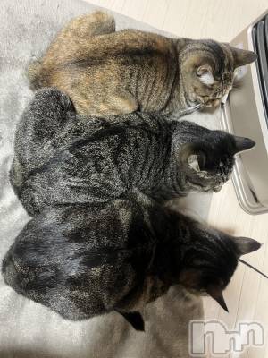 ��ˬ����Х��顦����֥���� �ץ���� ��ˬ(����� �ץ���� ����) ɱǵ ����(25)��10��15���̥�֥�����🐱ྀི🐱ྀི🐱ྀི��