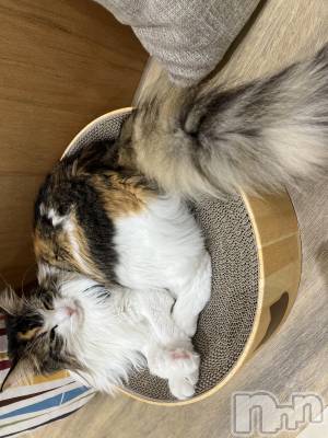 ��ˬ����Х��顦����֥���� �ץ���� ��ˬ(����� �ץ���� ����) ɱǵ ����(25)��11��2���̥�֥�����🐈‍⬛🎀��