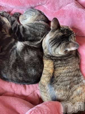 ��ˬ����Х��顦����֥���� �ץ���� ��ˬ(����� �ץ���� ����) ɱǵ ����(25)��11��13���̥�֥�����🥹��