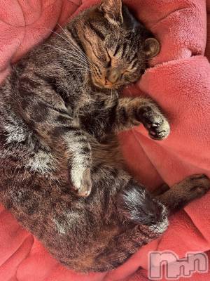 ��ˬ����Х��顦����֥���� �ץ���� ��ˬ(����� �ץ���� ����) ɱǵ ����(25)��11��29���̥�֥�����👋🏻‪��