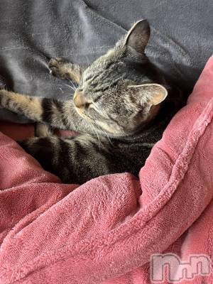 ��ˬ����Х��顦����֥���� �ץ���� ��ˬ(����� �ץ���� ����) ɱǵ ����(25)��3��17���̥�֥����֤��ˤ��