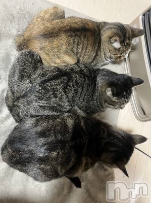 ��ˬ����Х��顦����֥���� �ץ���� ��ˬ(����� �ץ���� ����) ɱǵ ����(25)��3��19���̥�֥�����😇��