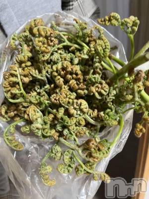 ��ˬ����Х��顦����֥���� �ץ���� ��ˬ(����� �ץ���� ����) ɱǵ ����(25)��4��30���̥�֥�����🌱‬‪��