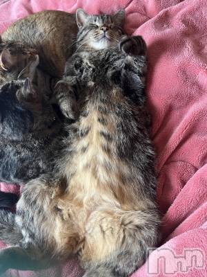 ��ˬ����Х��顦����֥���� �ץ���� ��ˬ(����� �ץ���� ����) ɱǵ ����(25)��5��17���̥�֥�����5��17�� 23��30ʬ�Υ֥�����