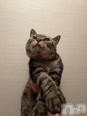 ��ˬ����Х��顦����֥���� �ץ���� ��ˬ(����� �ץ���� ����) ɱǵ ����(25)��10��1���̥�֥����֤ˤ���