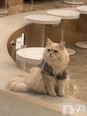 ��ˬ����Х��顦����֥���� �ץ���� ��ˬ(����� �ץ���� ����) ɱǵ ����(25)��1��17���̥�֥�����😎��