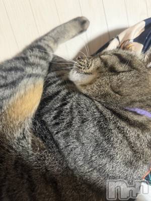 ��ˬ����Х��顦����֥���� �ץ���� ��ˬ(����� �ץ���� ����) ɱǵ ����(26)��4��15���̥�֥����֤ˤ���