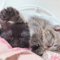 ɱǵ ����(25) ��Ĺ160cm����ˬ����Х��顦����� ����� �ץ���� ��ˬ(����� �ץ���� ����)���ҡ�