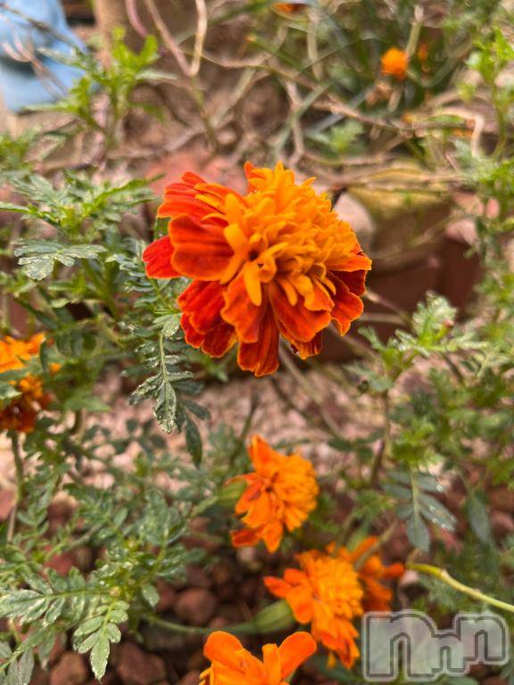 上越デリヘルHONEY(ハニー) しんく(♪♪)(29)の11月6日写メブログ「ご報告！！」